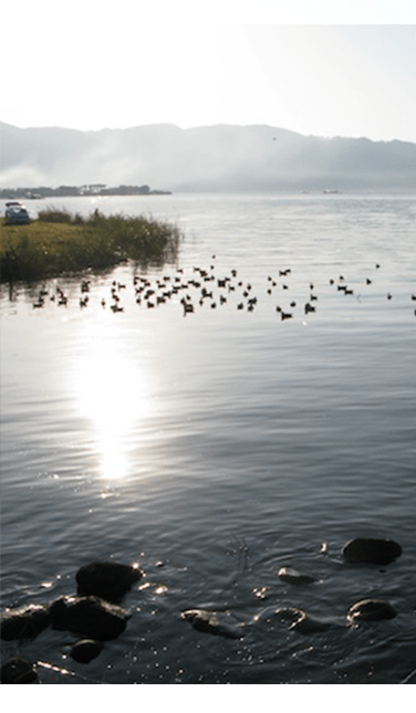 渡り鳥諏訪湖画像